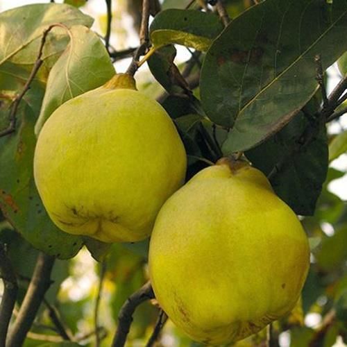 TÜPLÜ AŞILI LİMON AYVA FİDANI