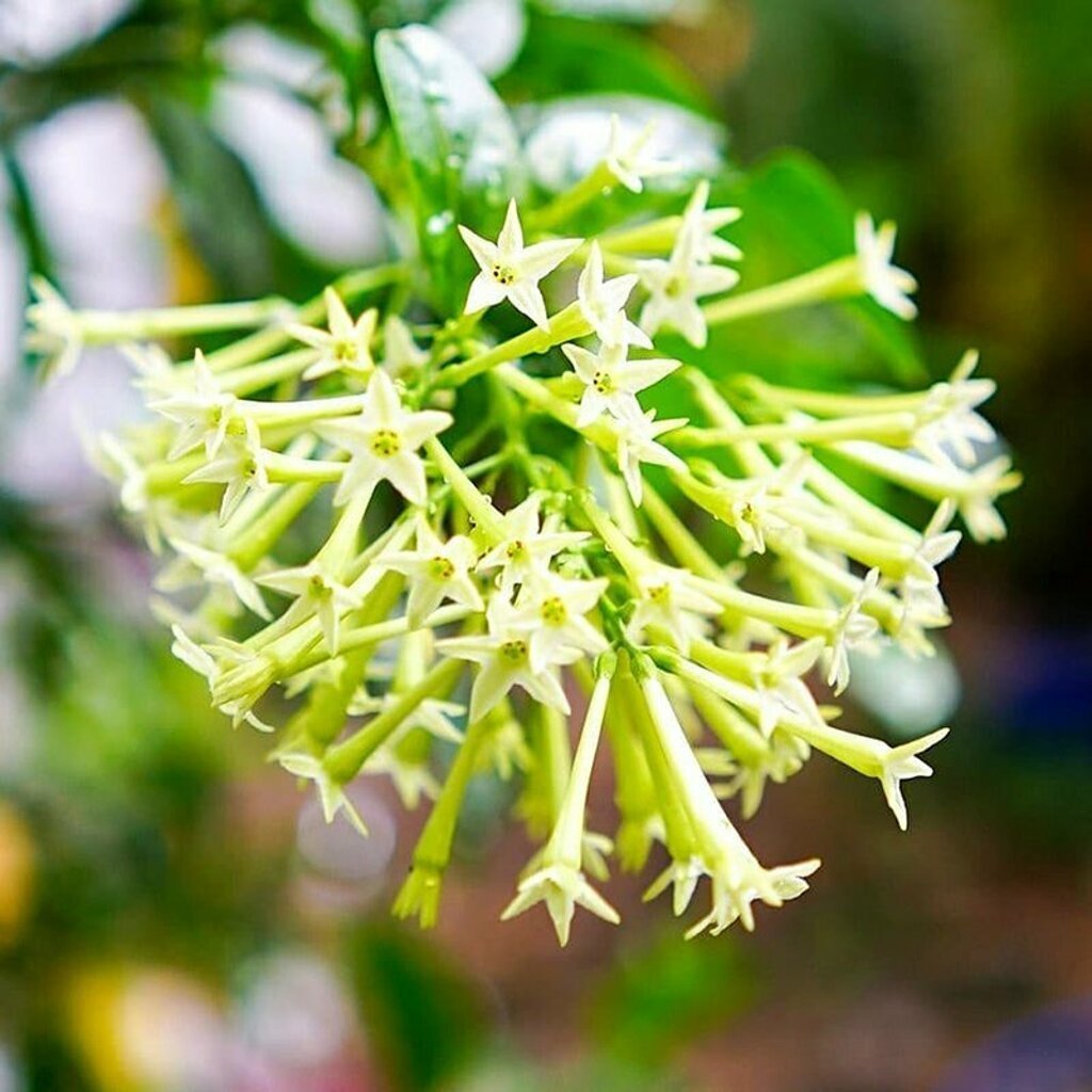 2 YAŞ TÜPLÜ MELİSA KOLONYA ÇİÇEĞİ(ÇİÇEKLİ DURUMDA) 70-90CM