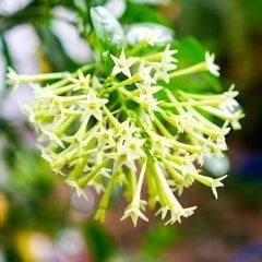 2 YAŞ TÜPLÜ MELİSA KOLONYA ÇİÇEĞİ(ÇİÇEKLİ DURUMDA) 70-90CM