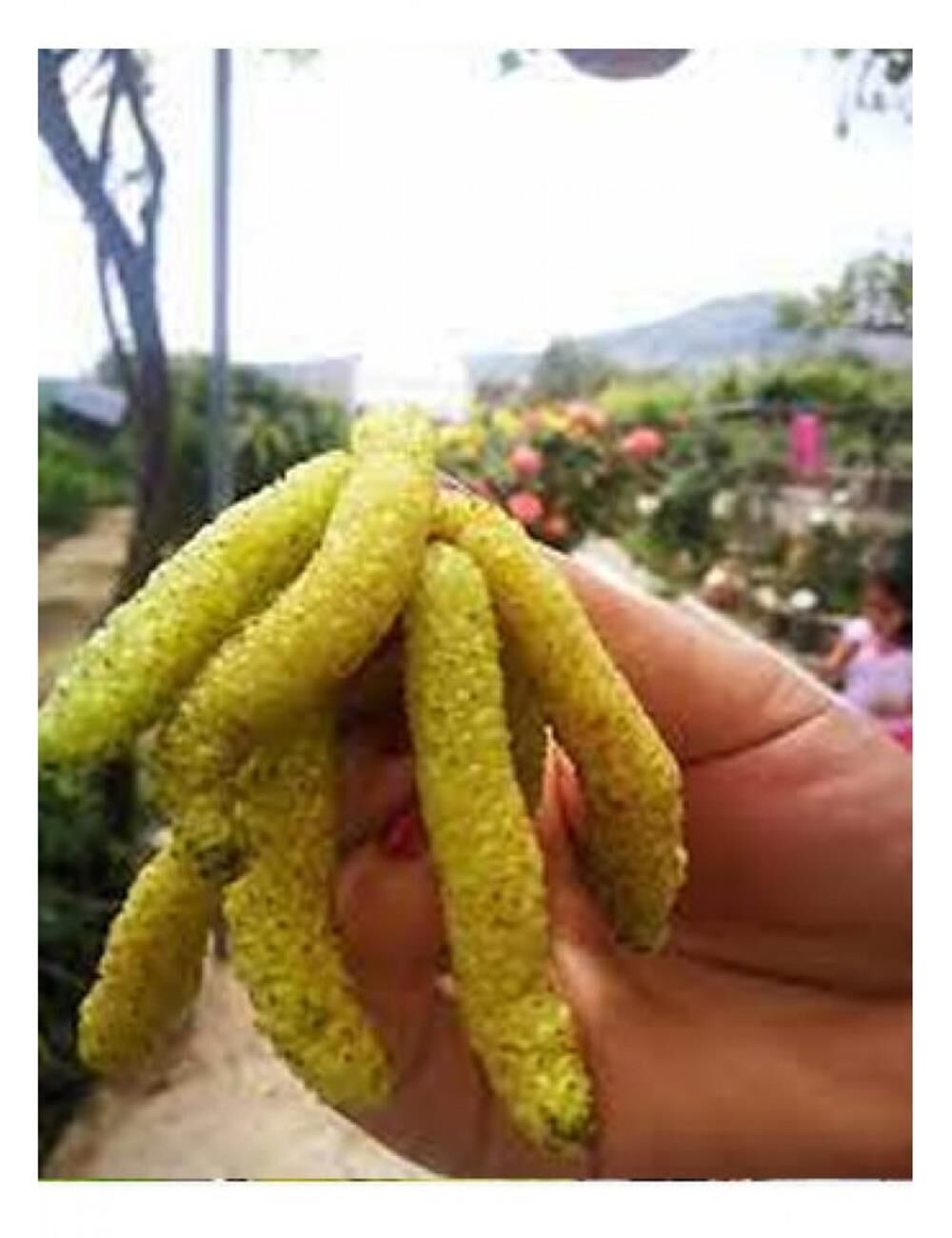 3 YAŞ TÜPLÜ AŞILI BEYAZ PAKİSTAN  ŞAH DUT FİDANI BOY 170-200 CM