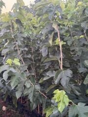 3 YAŞ TÜPLÜ AŞILI BEYAZ PAKİSTAN  ŞAH DUT FİDANI BOY 170-200 CM