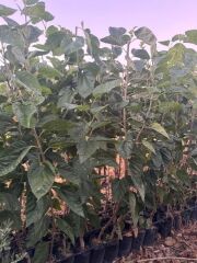 3 YAŞ MEYVE VEREN; AŞILI ,TÜPLÜ AVUSTRALYA YEDİVEREN DUT FİDANI BOY 170-200 CM