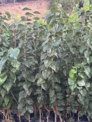 3 YAŞ TÜPLÜ AŞILI,MEYVE VEREN : BEYAZ DUT FİDANI BOY 170-200 CM