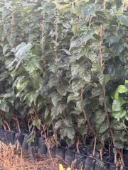 3 YAŞ TÜPLÜ AŞILI,MEYVE VEREN : BEYAZ DUT FİDANI BOY 170-200 CM