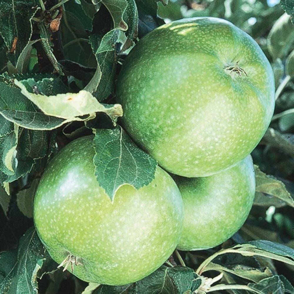 3 YAŞ ;AŞILI, TÜPLÜ GRANY SMİTH YEŞİL ELMA FİDANI BOY 130-150 CM