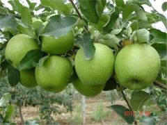 3 YAŞ ;AŞILI, TÜPLÜ GRANY SMİTH YEŞİL ELMA FİDANI BOY 130-150 CM