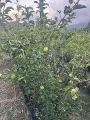 3 YAŞ ;AŞILI, TÜPLÜ GRANY SMİTH YEŞİL ELMA FİDANI BOY 130-150 CM