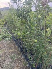 3 YAŞ ;AŞILI, TÜPLÜ GRANY SMİTH YEŞİL ELMA FİDANI BOY 130-150 CM