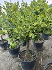 55 LT SAKSIDA ,15 YAŞ YETİŞKİN YEDİVEREN LİMON AĞACI BOY 150-200 CM