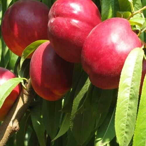 3 yaş TÜPLÜ AŞILI TÜYSÜZ ERKENCİ NEKTARİN VENÜS FİDANI