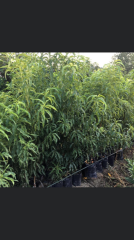 3 yaş TÜPLÜ AŞILI TÜYSÜZ ERKENCİ NEKTARİN VENÜS FİDANI