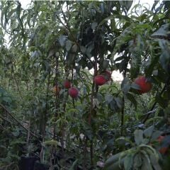 TÜPLÜ AŞILI AZ TÜYLÜ İRİ ŞEFTALİ FİDANI