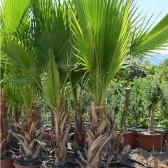 SAKSIDA 6 YAŞ WASHINTONIA ROBUSTO PALMİYE FİDANI 150-200 CM