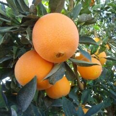 TÜPLÜ AŞILI WASHİNGTON (THOMSON) FİDANI YAŞ 1-2 BOY 90-110CM