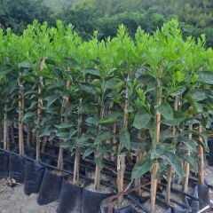 TÜPLÜ AŞILI WASHİNGTON (THOMSON) FİDANI YAŞ 1-2 BOY 90-110CM