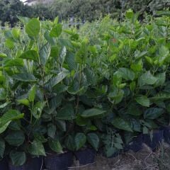 TÜPLÜ 4 ADET 90-120CM  KIRMIZI JAPON GÜLÜ (HİBİSCUS)