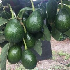 BİRBİRİNİ TOZLAYAN 2 YAŞ AŞILI BACON VE FUERTE  AVAKADO 2'Lİ