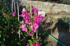 SAKSIDA NADİR BULUNAN   ÇİFT RENK BEGONVİL(PEMBE VE BEYAZ)