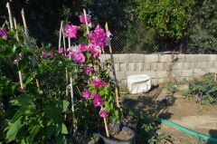 SAKSIDA NADİR BULUNAN   ÇİFT RENK BEGONVİL(PEMBE VE BEYAZ)