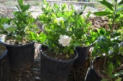 SAKSIDA KOKULU GARDENYA ÇİÇEĞİ