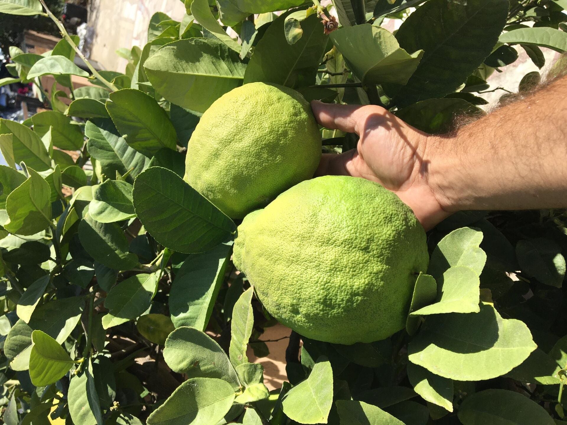 TÜPLÜ ÇOK NADİR BULUNAN İRİ PONDEROSA LİMONU FİDANI 2 YAŞ 80-100 CM