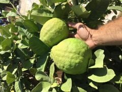 TÜPLÜ ÇOK NADİR BULUNAN İRİ PONDEROSA LİMONU FİDANI 2 YAŞ 80-100 CM