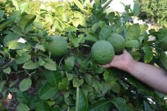 TÜPLÜ ÇOK NADİR BULUNAN İRİ PONDEROSA LİMONU FİDANI 2 YAŞ 80-100 CM