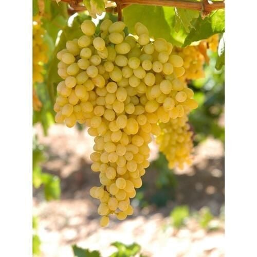 TÜPLÜ SULTANİYE ÜZÜM FİDANI 2 YAŞ ÇEKİRDEKSİZ