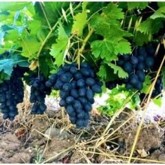 TÜPLÜ ANTEP KARASI ÜZÜM FİDANI (ASMA- BAĞ) 2 YAŞ