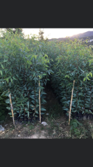 TÜPLÜ OKALİPTUS FİDANI 120-140CM (2 ADET)