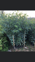 TÜPLÜ OKALİPTUS FİDANI BOY 70-100CM 4 ADET