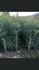 TÜPLÜ OKALİPTUS FİDANI BOY 70-100CM 4 ADET