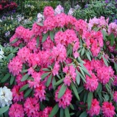 TÜPLÜ ZAKKUM FİDANI PEMBE ÇİÇEKLİ NERİUM OLEANDER