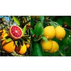 TÜPLÜ AŞILI CARA CARA PORTAKAL + YEDİVEREN LİMON FİDANI 2 YAŞ (2li PAKET)