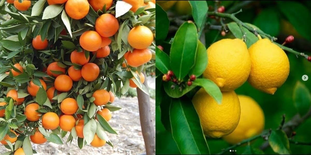 TÜPLÜ AŞILI YEDİVEREN LİMON + W.MURCOTT MANDALİNA FİDANI(2Lİ PAKET)