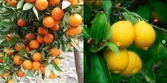 TÜPLÜ AŞILI YEDİVEREN LİMON + W.MURCOTT MANDALİNA FİDANI(2Lİ PAKET)
