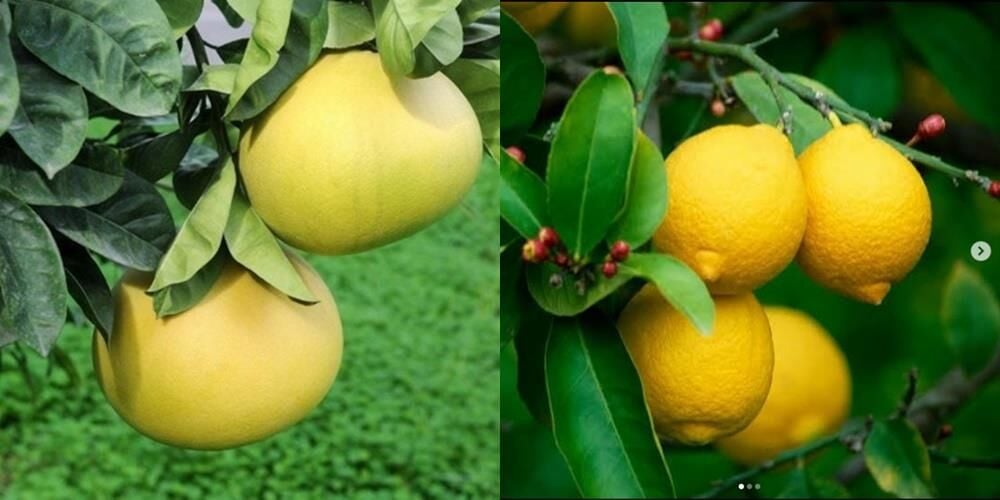 BODUR AŞILI SAKSILIK YEDİVEREN-KAMKAT-PORTAKAL-ŞADOK FİDANI (4 LÜ PAKET)