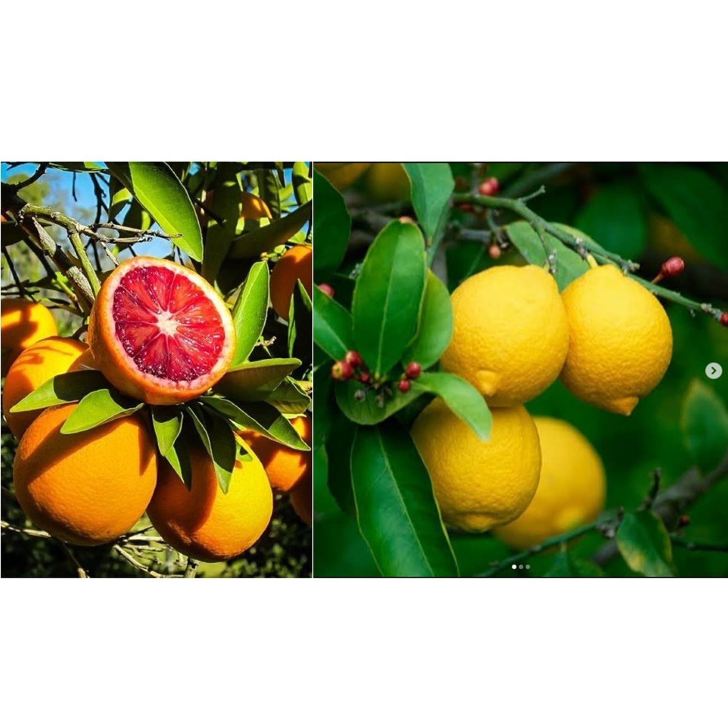 BODUR AŞILI YEDİVEREN-LİMON-PORTAKAL-KAMKAT-MANDALİNA FİDANI(4'LÜ PAKET)