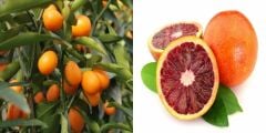 BODUR AŞILI YEDİVEREN-LİMON-PORTAKAL-KAMKAT-MANDALİNA FİDANI(4'LÜ PAKET)