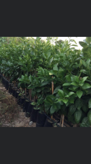 TÜPLÜ AŞILI RİO RED GREYFURT FİDANI 2 YAŞ BOY 90-110 CM