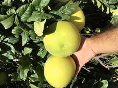 TÜPLÜ AŞILI İÇİ KIRMIZI ŞADOK POMELO (AĞAÇ KAVUNU) YAŞ 2 BOY 90-110 CM