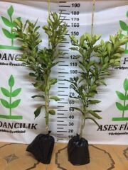 TÜPLÜ AŞILI İÇİ KIRMIZI ŞADOK POMELO (AĞAÇ KAVUNU) YAŞ 2 BOY 90-110 CM