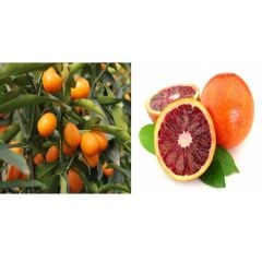 TÜPLÜ AŞILI BODUR KAN PORTAKLI + KAMKAT FİDANI 2 YAŞ