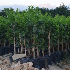 TÜPLÜ AŞILI CARA CARA(KANLI WASHİNGTON) PORTAKAL YAŞ 1-2 BOY 90-110CM