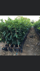 TÜPLÜ AŞILI FUKUMOTO PORTAKAL FİDANI YAŞ 1-2 BOY 90-110 CM SOĞUKLARA DAYANIKLI