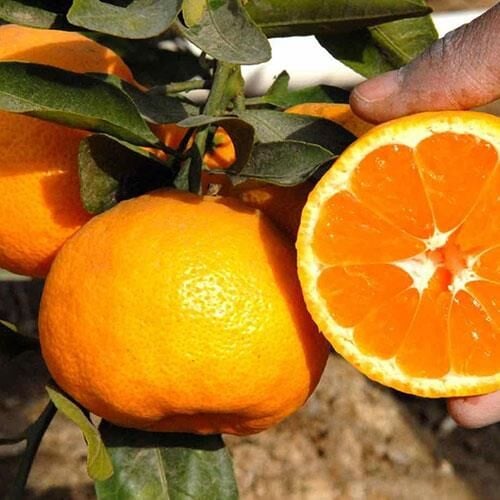 TÜPLÜ AŞILI SAKSILIK BODUR MİHO WASE MANDALİNA FİDANI 2 YAŞ 40-60 CM BOY