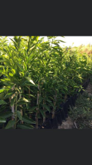 SAKSILIK AŞILI BODUR KOKULU KİNG MANDALİNA 2 YAŞ 60 80 CM BOY