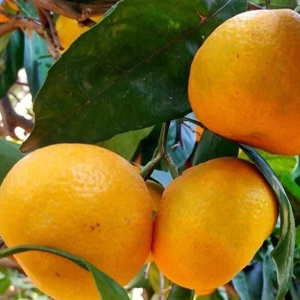 TÜPLÜ AŞILI PRİMASOL MANDALİNA FİDANI YAŞ 1-2 BOY 90-110CM(BOL VERİMLİ)