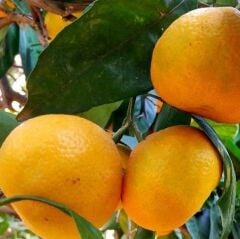 TÜPLÜ AŞILI PRİMASOL MANDALİNA FİDANI YAŞ 1-2 BOY 90-110CM(BOL VERİMLİ)