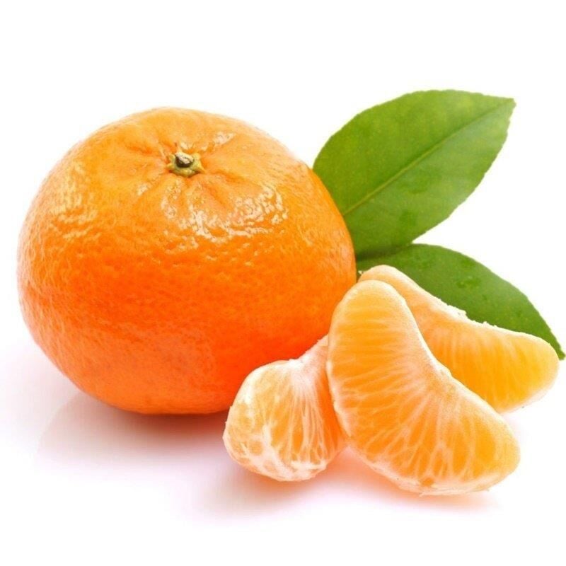 TÜPLÜ AŞILI SATSUMA MANDALİNA FİDANI YAŞ 1-2 BOY 90-110CM